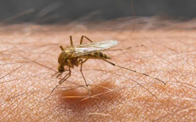 Japanese Encephalitis – Warning for travellers